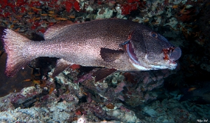 Maldives 2021- Gaterin geant - Giant Sweetlips -Plectorhinchus obscurus - DSC00324_rc